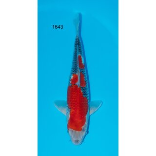 Masaki Aoki TOP Goshiki 48cm FEMALE geb. 2022