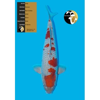 Kanezo High Quality RED Ochiba 55cm geb. 2022
