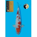 Kanezo High Quality RED Ochiba 55cm geb. 2022