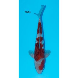 Kanezo Top RED Ochiba 43cm geb. 2022