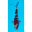 Kanezo Top RED Ochiba 43cm geb. 2022
