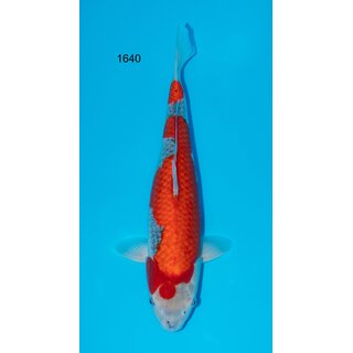 Conias Hiroi TOP Goshiki 51cm FEMALE geb. 2022