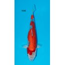 Conias Hiroi TOP Goshiki 51cm FEMALE geb. 2022