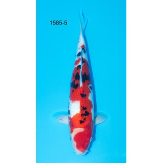 NND Tateshita VHQ Sanke Tosai 42cm FEMALE geb. 2024 /...