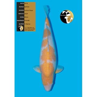 Ippinya VHQ / Showquality Lemon Koyo 62cm FEMALE Tategoi...