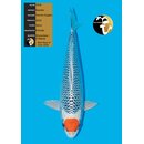 Kaneko Showquality Tancho Kujaku Best Nisai of Farm...