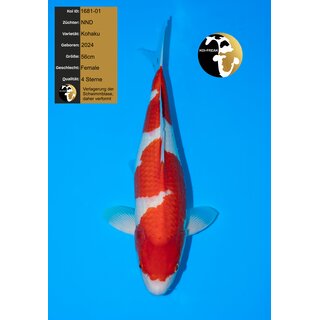 NND High Quality Kohaku 56cm FEMALE geb. 2024 - SONDERPREIS