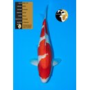 NND High Quality Kohaku 56cm FEMALE geb. 2024 - SONDERPREIS