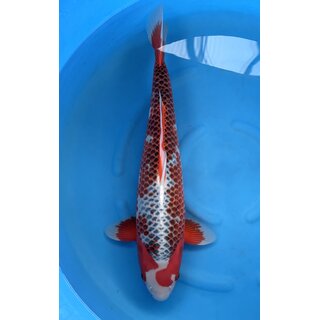 Hosokai Very High Quality Asagi Shigure Female 57cm...