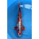 Hosokai Very High Quality Asagi Shigure Female 57cm...