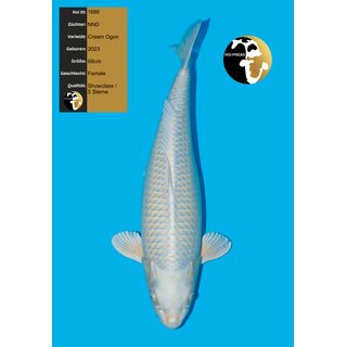 NND Tategoi / Showquality Cream Ogon FEMALE 68cm geb. 2023