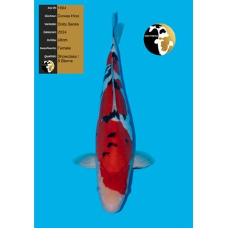 Conias Hiroi VHQ / Showquality Doitsu Sanke Female 48cm...