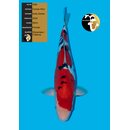 Conias Hiroi VHQ / Showquality Doitsu Sanke Female 48cm...