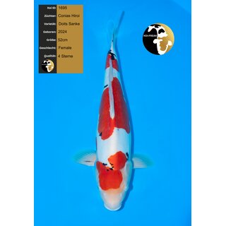 Conias Hiroi Very High Quality Doitsu Sanke Female 52cm...