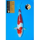 Conias Hiroi Very High Quality Doitsu Sanke Female 52cm...