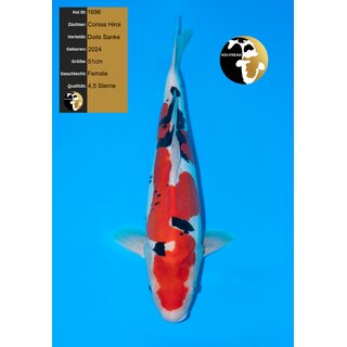 Conias Hiroi VHQ / Showquality Doitsu Sanke Female 51cm...