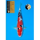 Conias Hiroi VHQ / Showquality Doitsu Sanke Female 51cm...