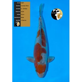 Conias Hiroi High Quality Doitsu Ochiba 52cm geb. 2024