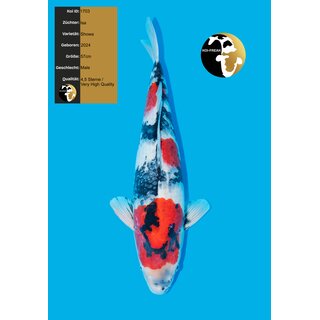 Isa Tategoi / Showquality Showa Super Body 57cm geb. 2024