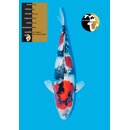 Isa Tategoi / Showquality Showa Super Body 57cm geb. 2024
