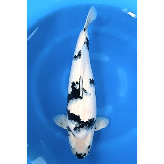 NND Tategoi / Showquality Shiro Utsuri Best of Farm...