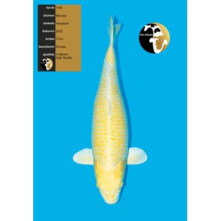 Marusei High Quality Yamabuki Ogon FEMALE 77cm geb. 2022