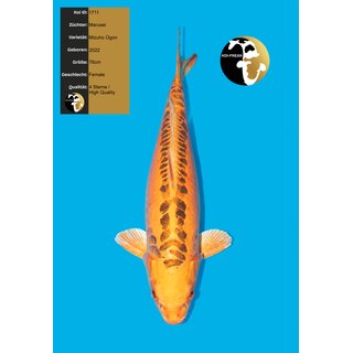 Marusei High Quality Mizuho Ogon FEMALE 76cm geb. 2022