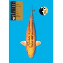 Marusei High Quality Mizuho Ogon FEMALE 76cm geb. 2022