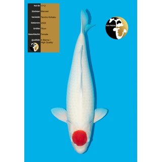 Marusei High Quality Tancho Kohaku FEMALE 76cm geb. 2022