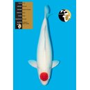 Marusei High Quality Tancho Kohaku FEMALE 76cm geb. 2022