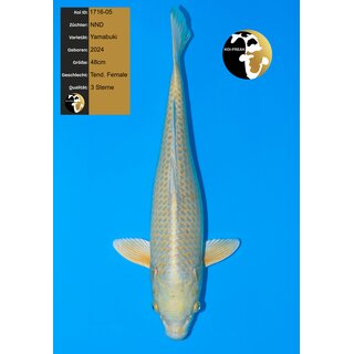 NND Top Yamabuki 48cm FEMALE geb. 2024