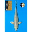NND Top Yamabuki 48cm FEMALE geb. 2024