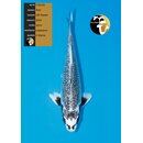 Aoki VHQ / Tategoi Metallic Ginrin Kawari 32cm geb. 2024