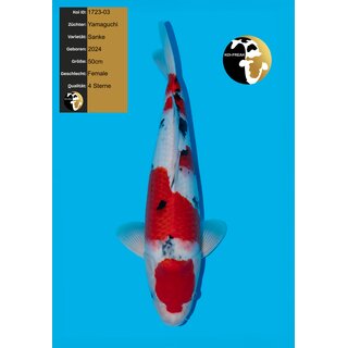 Yamaguchi High Quality Sanke FEMALE 50cm geb. 2024