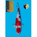 Yamaguchi High Quality Sanke FEMALE 50cm geb. 2024