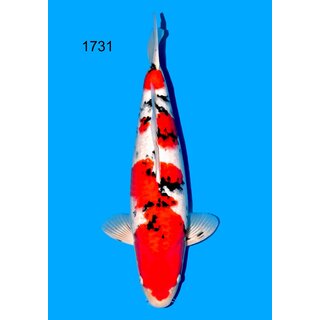 Sakai Co. High Quality Sanke Female 57cm geb. 2024 /...