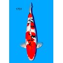 Sakai Co. High Quality Sanke Female 57cm geb. 2024 /...