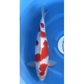 Marushin Tategoi Ai Goromo Best of Farm FEMALE 51cm geb....