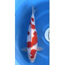 Marushin Tategoi Ai Goromo Best of Farm FEMALE 51cm geb....