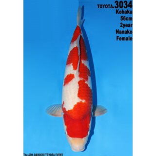 Dainichi Toyota Very High Quality Kohaku Female 56cm geb....