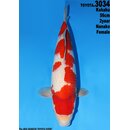 Dainichi Toyota Very High Quality Kohaku Female 56cm geb....
