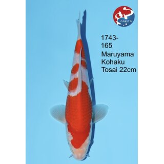 Maruyama - Narita VHQ / Showclass Kohaku 22cm Narita Cup...