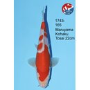 Maruyama - Narita VHQ / Showclass Kohaku 22cm Narita Cup...