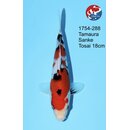 Tamaura - Narita VHQ Showsieger Sanke 29cm Narita Cup...