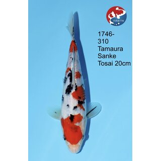 Tamaura - Narita VHQ Showclass Sanke 34cm Narita Cup...