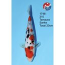 Tamaura - Narita VHQ Showclass Sanke 34cm Narita Cup...