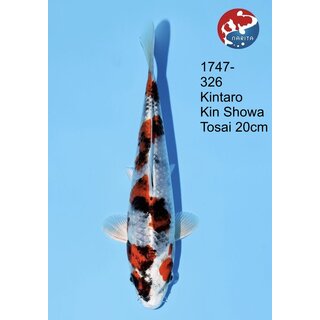 Kintaro - Narita VHQ Showsieger Kin Showa 26cm Narita Cup...