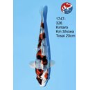 Kintaro - Narita VHQ Showsieger Kin Showa 26cm Narita Cup...
