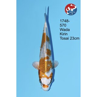 Wada - Narita VHQ Showclass Kirin 33cm Narita Cup Auktion...