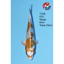 Wada - Narita VHQ Showclass Kirin 33cm Narita Cup Auktion...